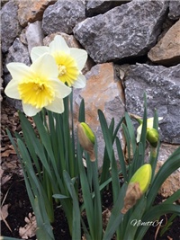 041693bc-20170302 RI Narcise.jpg